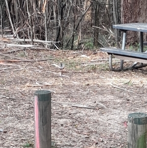 Rhipidura albiscapa at Coree, ACT - 3 Feb 2023