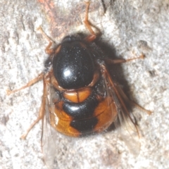 Pterodontia mellii (Hunchback Fly, Small-headed Fly) at Cotter River, ACT - 1 Feb 2023 by Harrisi