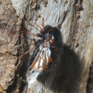 Pterodontia mellii at Cotter River, ACT - 1 Feb 2023