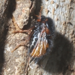 Pterodontia mellii at Cotter River, ACT - 1 Feb 2023