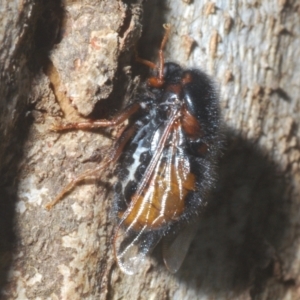 Pterodontia mellii at Cotter River, ACT - 1 Feb 2023