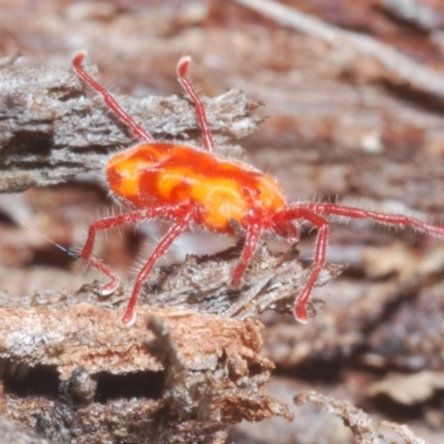 Erythraeidae (family) (Erythraeid mite) at Cotter River, ACT - 1 Feb 2023 by Harrisi