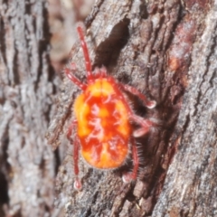 Erythraeidae (family) at Cotter River, ACT - 1 Feb 2023 01:45 PM