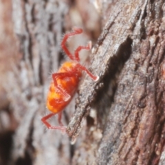 Erythraeidae (family) at Cotter River, ACT - 1 Feb 2023 01:45 PM