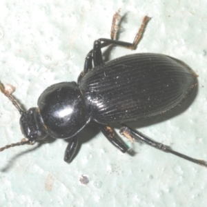 Apasis sp. (genus) at Cotter River, ACT - 1 Feb 2023