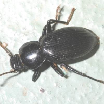 Apasis sp. (genus) (Darkling beetle) at Cotter River, ACT - 1 Feb 2023 by Harrisi