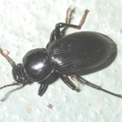 Apasis sp. (genus) (Darkling beetle) at Cotter River, ACT - 1 Feb 2023 by Harrisi