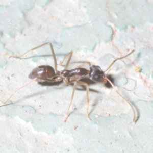 Iridomyrmex sp. (genus) at Cotter River, ACT - 1 Feb 2023 01:31 PM