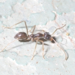 Unidentified Ant (Hymenoptera, Formicidae) (TBC) at Cotter River, ACT - 1 Feb 2023 by Harrisi