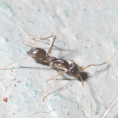 Iridomyrmex sp. (genus) at Cotter River, ACT - 1 Feb 2023 01:31 PM