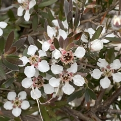 Leptospermum lanigerum (Woolly Teatree) at Kosciuszko National Park - 21 Jan 2023 by Tapirlord