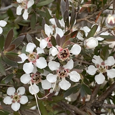 Leptospermum lanigerum (Woolly Teatree) at Wilsons Valley, NSW - 21 Jan 2023 by Tapirlord