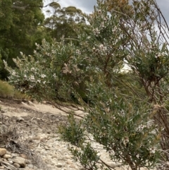 Leptospermum lanigerum at Wilsons Valley, NSW - 21 Jan 2023 07:58 PM