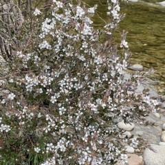 Leptospermum lanigerum at Wilsons Valley, NSW - 21 Jan 2023