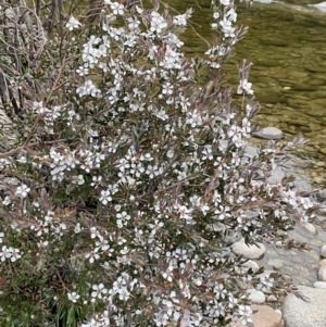 Leptospermum lanigerum at Wilsons Valley, NSW - 21 Jan 2023 07:58 PM