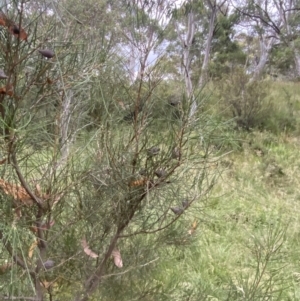 Hakea lissosperma at Wilsons Valley, NSW - 21 Jan 2023 07:31 PM