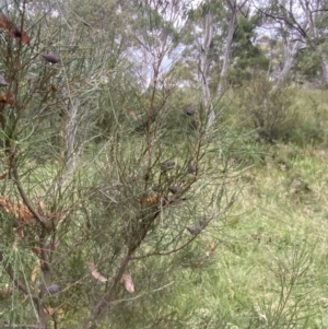 Hakea lissosperma at Wilsons Valley, NSW - 21 Jan 2023