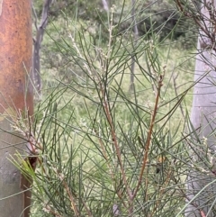 Hakea lissosperma at Wilsons Valley, NSW - 21 Jan 2023 07:31 PM