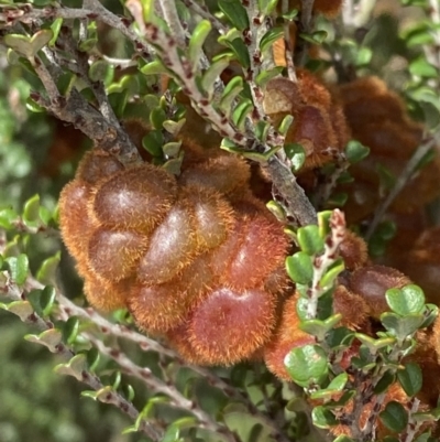 Tanaostigmodes sp. (genus) (Undescribed) (Bossiaea gall wasp) at Wilsons Valley, NSW - 21 Jan 2023 by Tapirlord