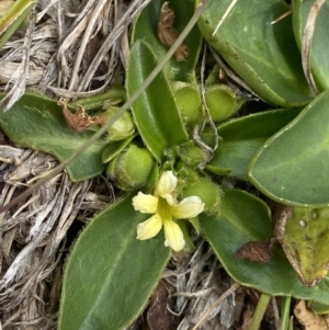 Goodenia montana at Wilsons Valley, NSW - 21 Jan 2023 03:51 PM