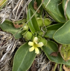 Velleia montana at Wilsons Valley, NSW - 21 Jan 2023