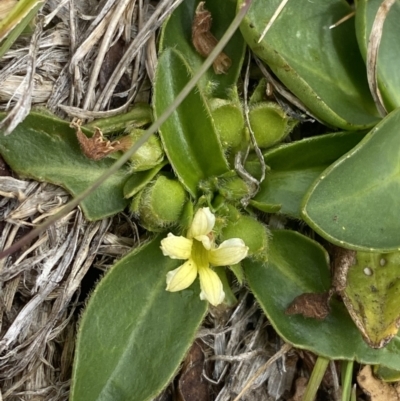 Goodenia montana (Mountain Velleia) at Wilsons Valley, NSW - 21 Jan 2023 by Tapirlord