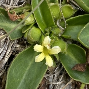 Goodenia montana at Wilsons Valley, NSW - 21 Jan 2023 03:51 PM