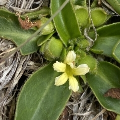 Velleia montana at Wilsons Valley, NSW - 21 Jan 2023