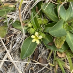 Goodenia montana at Wilsons Valley, NSW - 21 Jan 2023 03:51 PM