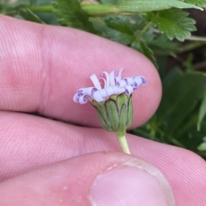 Brachyscome decipiens at Wilsons Valley, NSW - 21 Jan 2023 03:48 PM