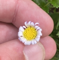 Brachyscome decipiens at Wilsons Valley, NSW - 21 Jan 2023 03:48 PM