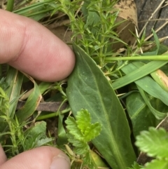 Brachyscome decipiens at Wilsons Valley, NSW - 21 Jan 2023 03:48 PM