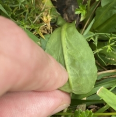 Brachyscome decipiens at Wilsons Valley, NSW - 21 Jan 2023