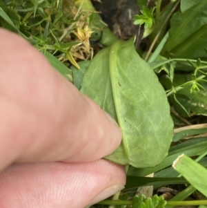 Brachyscome decipiens at Wilsons Valley, NSW - 21 Jan 2023 03:48 PM