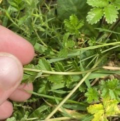 Brachyscome decipiens at Wilsons Valley, NSW - 21 Jan 2023