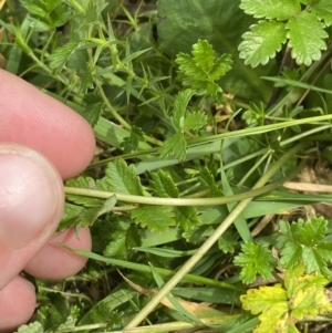 Brachyscome decipiens at Wilsons Valley, NSW - 21 Jan 2023 03:48 PM