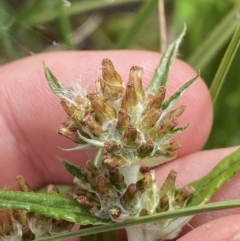 Euchiton limosus (Swamp Cudweed) at Wilsons Valley, NSW - 21 Jan 2023 by Tapirlord