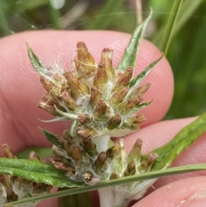 Euchiton limosus at Wilsons Valley, NSW - 21 Jan 2023