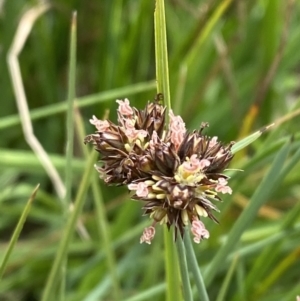 Juncus falcatus at Wilsons Valley, NSW - 21 Jan 2023