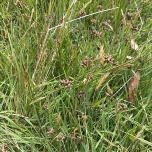 Juncus falcatus at Wilsons Valley, NSW - 21 Jan 2023 03:43 PM