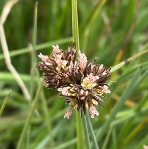 Juncus falcatus at Wilsons Valley, NSW - 21 Jan 2023 03:43 PM