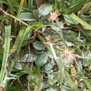 Argyrotegium poliochlorum at Wilsons Valley, NSW - 21 Jan 2023