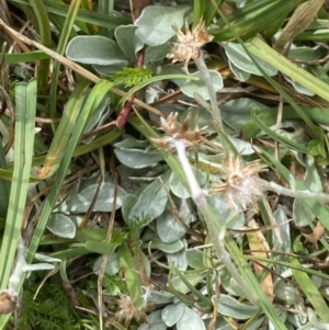 Argyrotegium poliochlorum at Wilsons Valley, NSW - 21 Jan 2023 03:43 PM