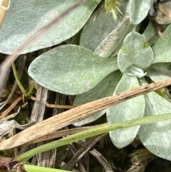 Argyrotegium poliochlorum at Wilsons Valley, NSW - 21 Jan 2023