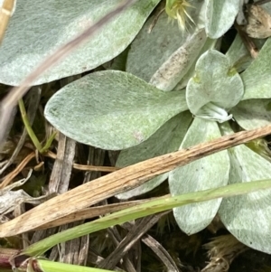 Argyrotegium poliochlorum at Wilsons Valley, NSW - 21 Jan 2023 03:43 PM