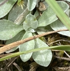 Argyrotegium poliochlorum at Wilsons Valley, NSW - 21 Jan 2023