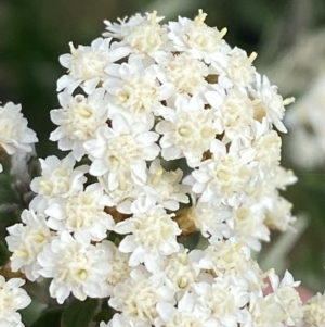 Ozothamnus secundiflorus at Wilsons Valley, NSW - 21 Jan 2023 03:41 PM