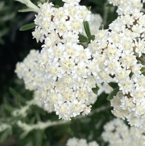 Ozothamnus secundiflorus at Wilsons Valley, NSW - 21 Jan 2023