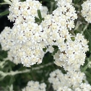 Ozothamnus secundiflorus at Wilsons Valley, NSW - 21 Jan 2023