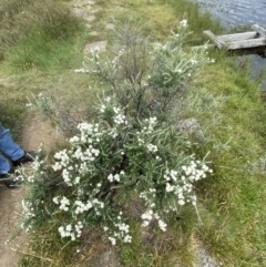 Ozothamnus secundiflorus at Wilsons Valley, NSW - 21 Jan 2023